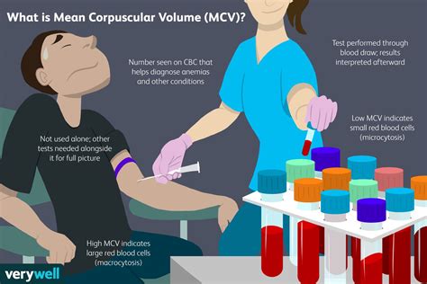 mcv bloed test
